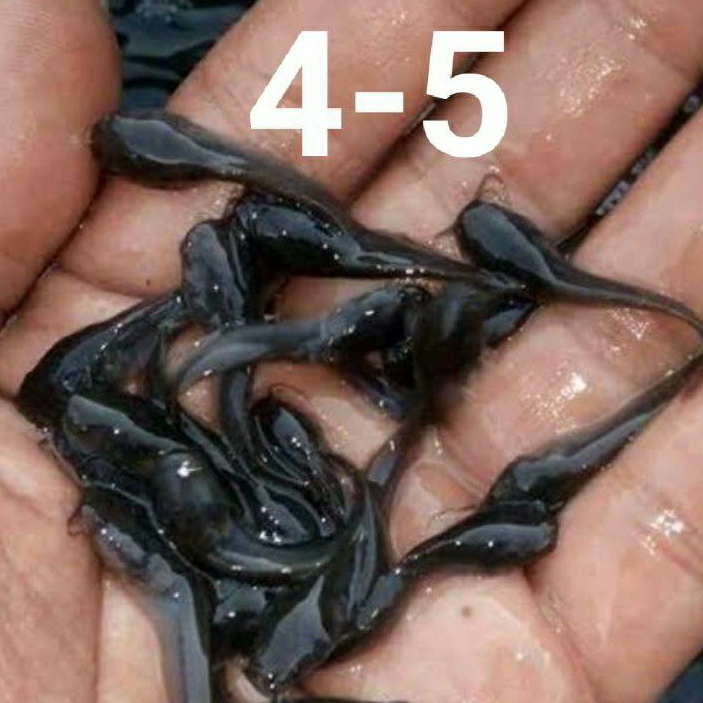 Bibit Lele Mutiara Uk 4-5cm (Pakan ikan Predator)