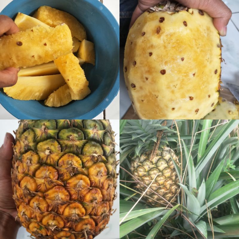 bibit nanas subang || mahkota 100 batang