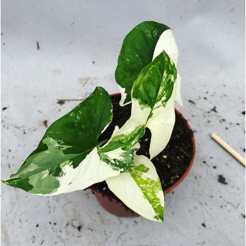Tanaman Hias - Bunga Syngonium Albo Variegata / Syngonium Variegata / Syngonium Murah - Real Picture