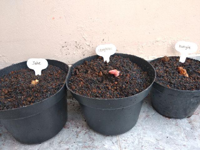 Label Tanaman Plant Tag Model T Untuk Ditancap Pada Semaian Atau Pot