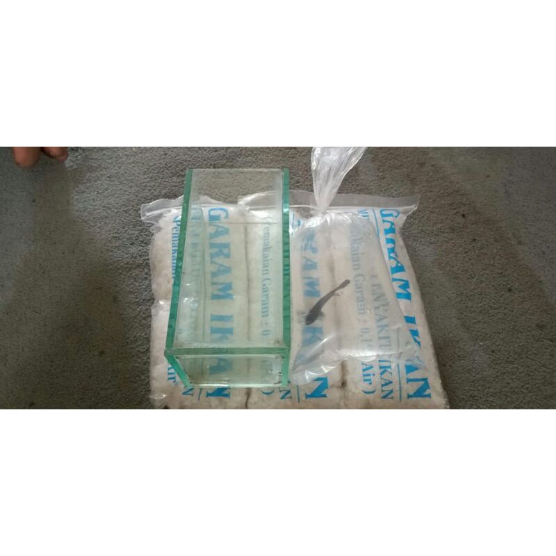 

Garam ikan qualitas bagus