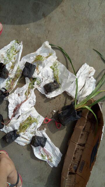 Tanaman Day Lily Kuning