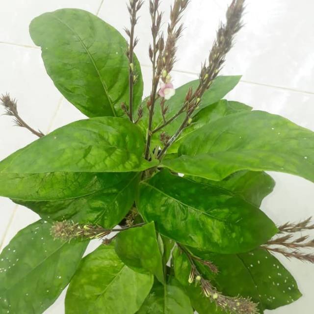 

Daun gempur batu segar 500 gr