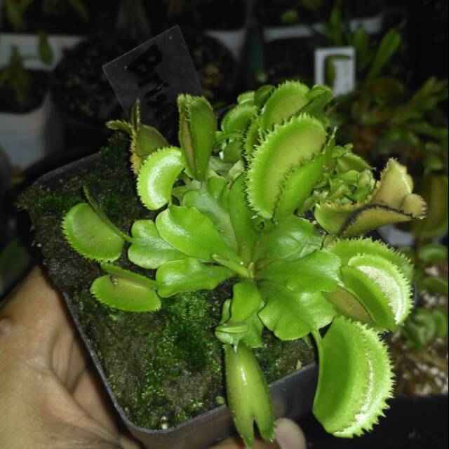 Venus fly trap