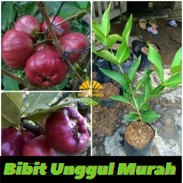 Bibit jambu air black diamond