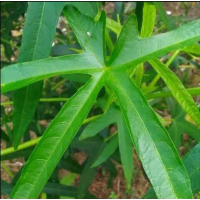 

Daun gedi segar 500g
