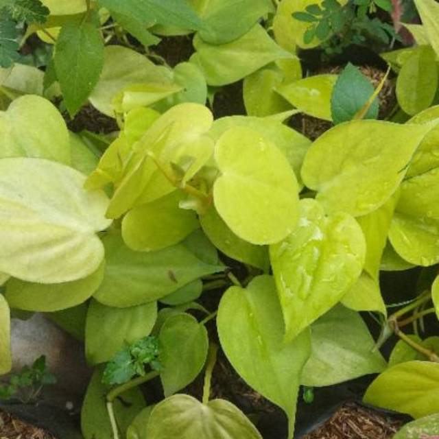 Tanaman sirih gading lemon / sirih gading love