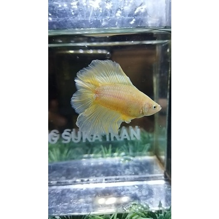 CUPANG PLAKAT DOUBLE TAIL/PKDT YELLOW GOLD 100%REALPICT