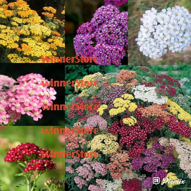 Jual Butir Biji Benih Yarrow Daun Seribu Achillea Millefolium Achilles Mix Mixed Shopee