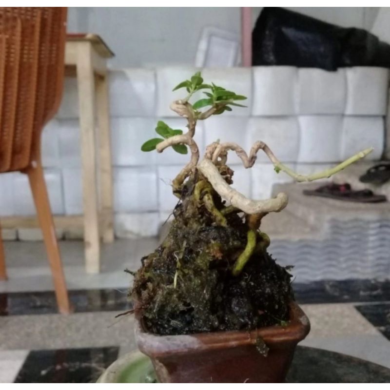 Bonsai Sancang Shito