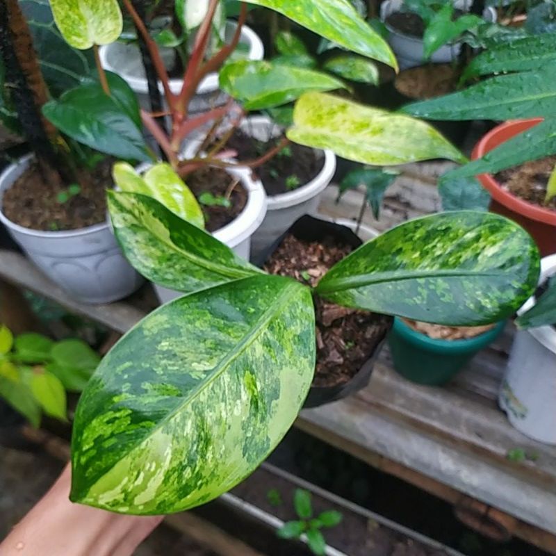 DIVEN PANGLIMA VRIGATA