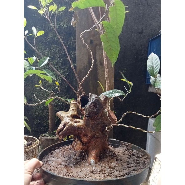 bahan bonsai langka buah buni/wuni/boni bonggolan prospek