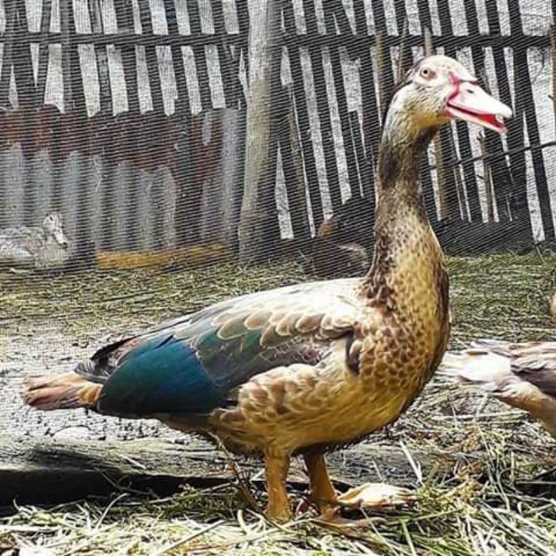 TELUR MENTOK / ENTOK HIAS BRONZE UNTUK DI TETASKAN