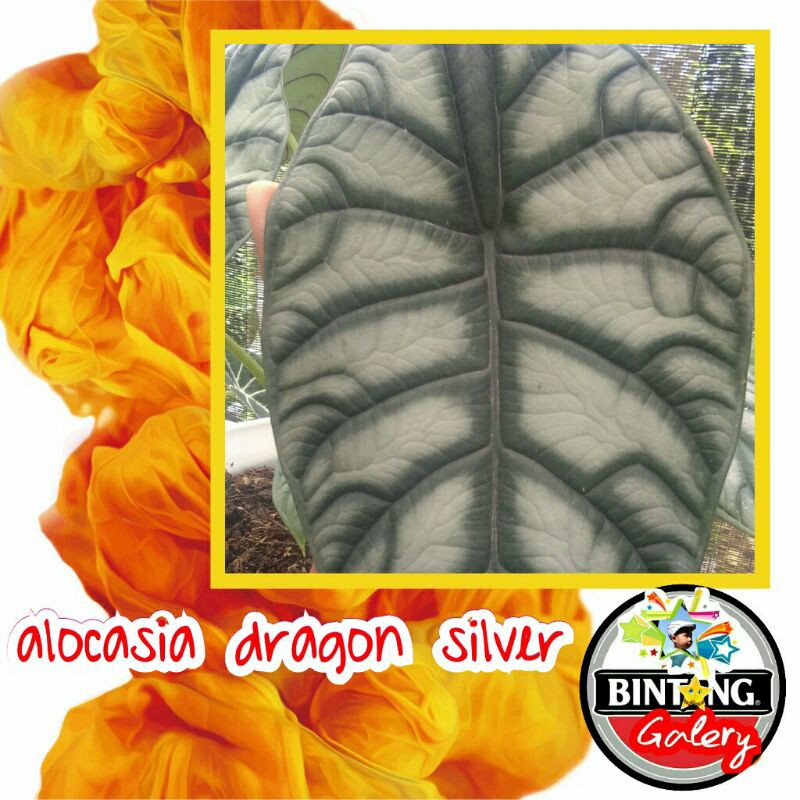 alocasia dragon silver