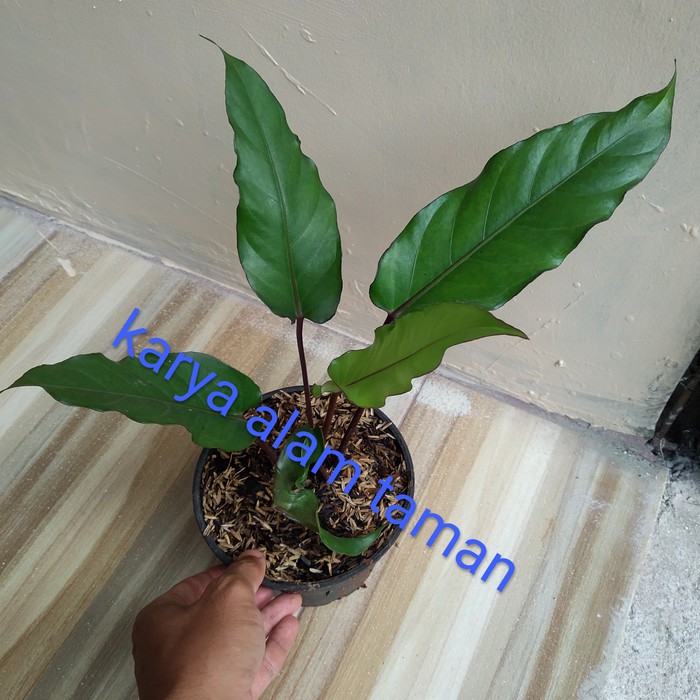 bibit tanaman hias anthurium black beauty pohon anthurium black beauty