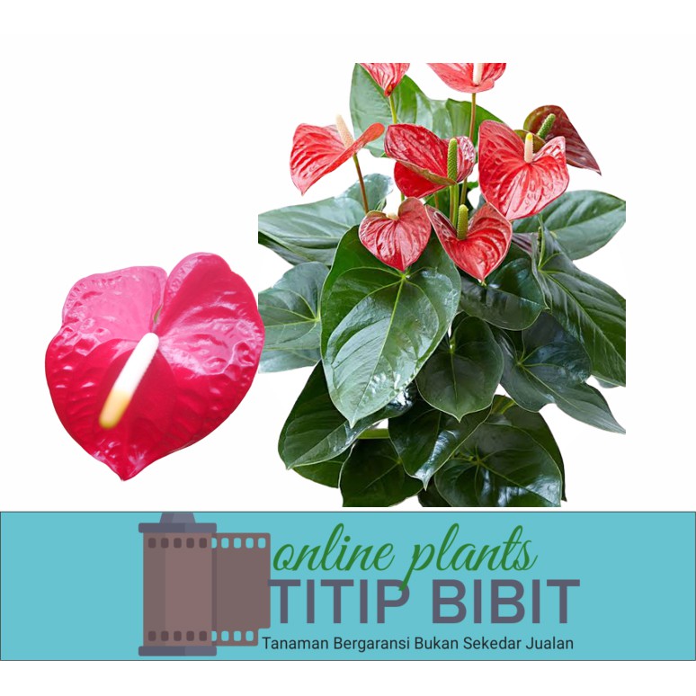 anthurium bangkok merah bibit tanaman hias bunga