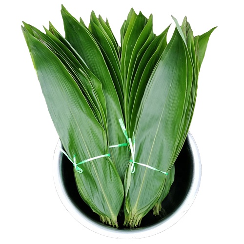 

Daun Bambu Segar Herbal Bungkus Bacang Bakcang