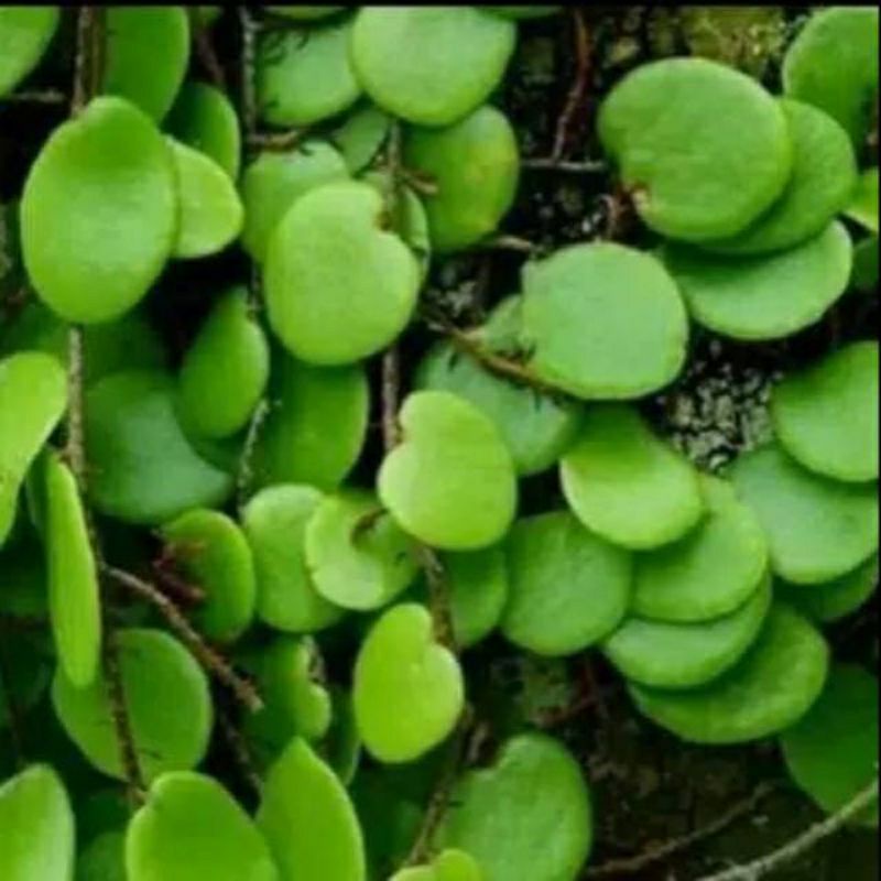 

daun sisik naga atau daun picisan segar obat herbal 500gram