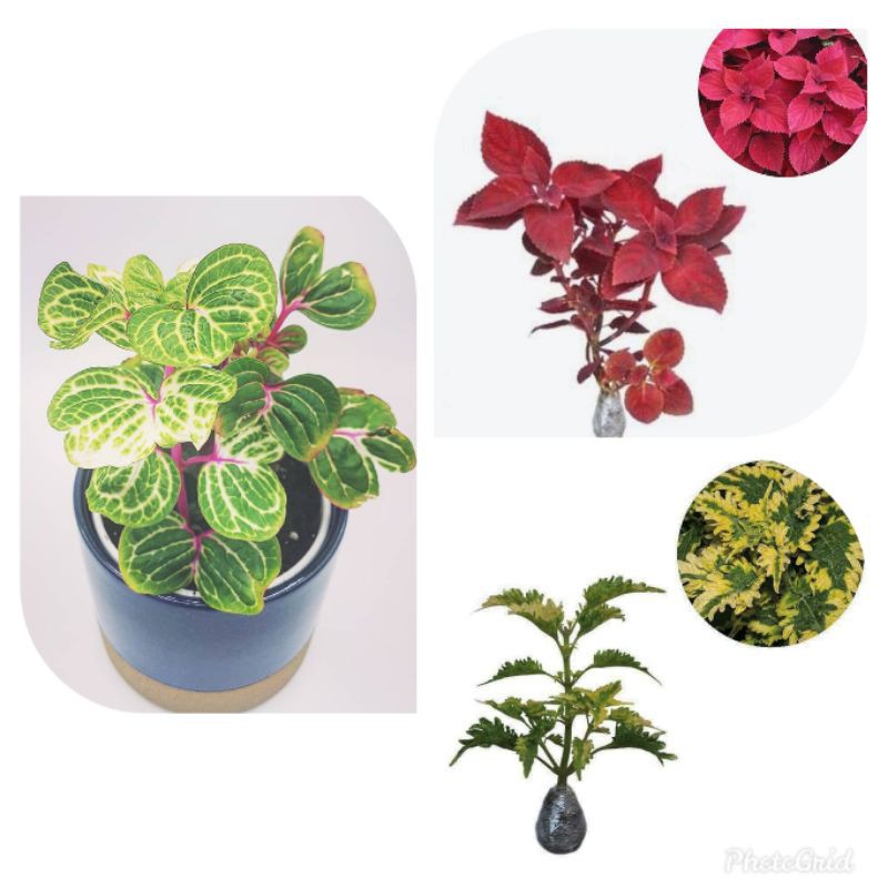 paket 3 tanaman hias coleus / miana / tanaman hias miana / tanaman miana / miana merah