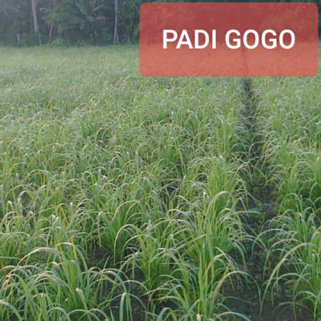 Jivara56 Padi Unggul Gogo