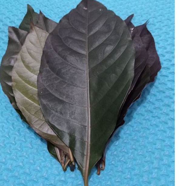 

Daun ungu handelem segar obat wasir. per 50 lembar