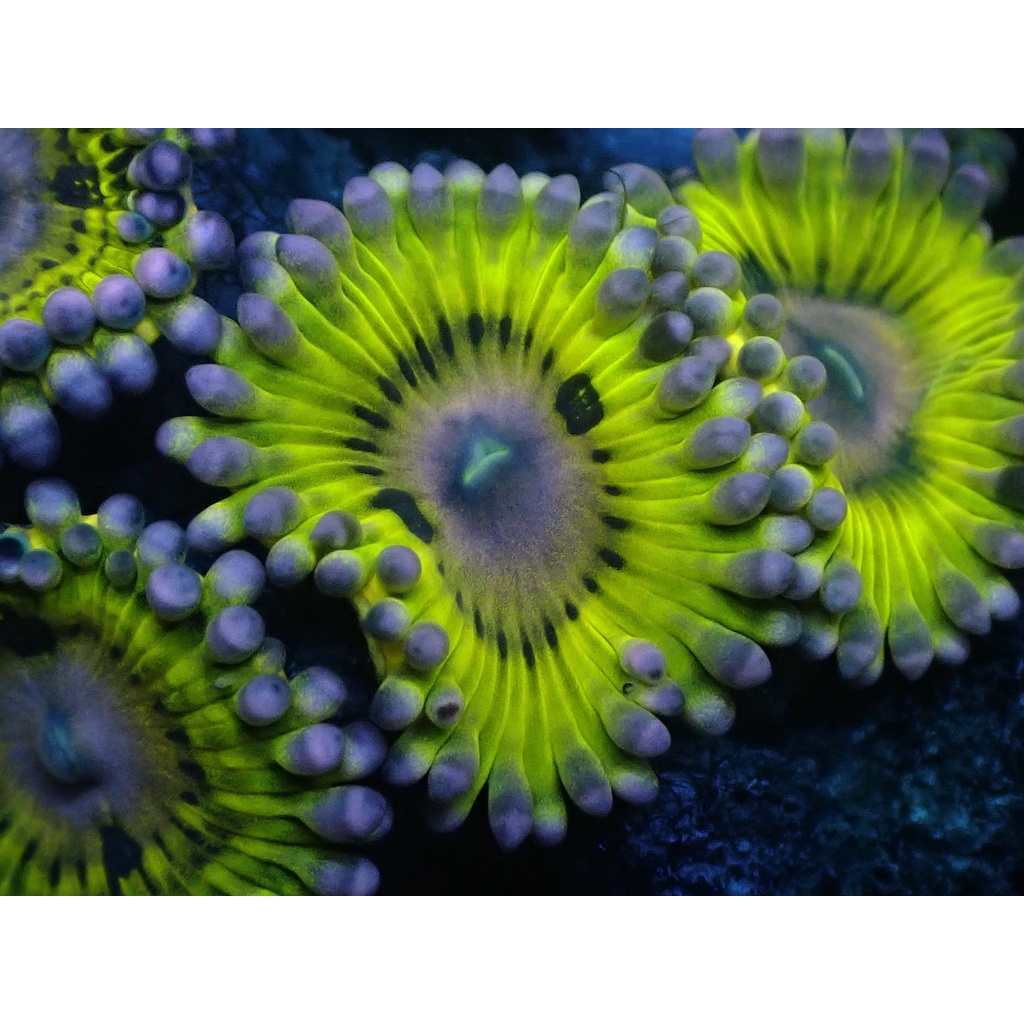 Zoa Frag Yellow Purple