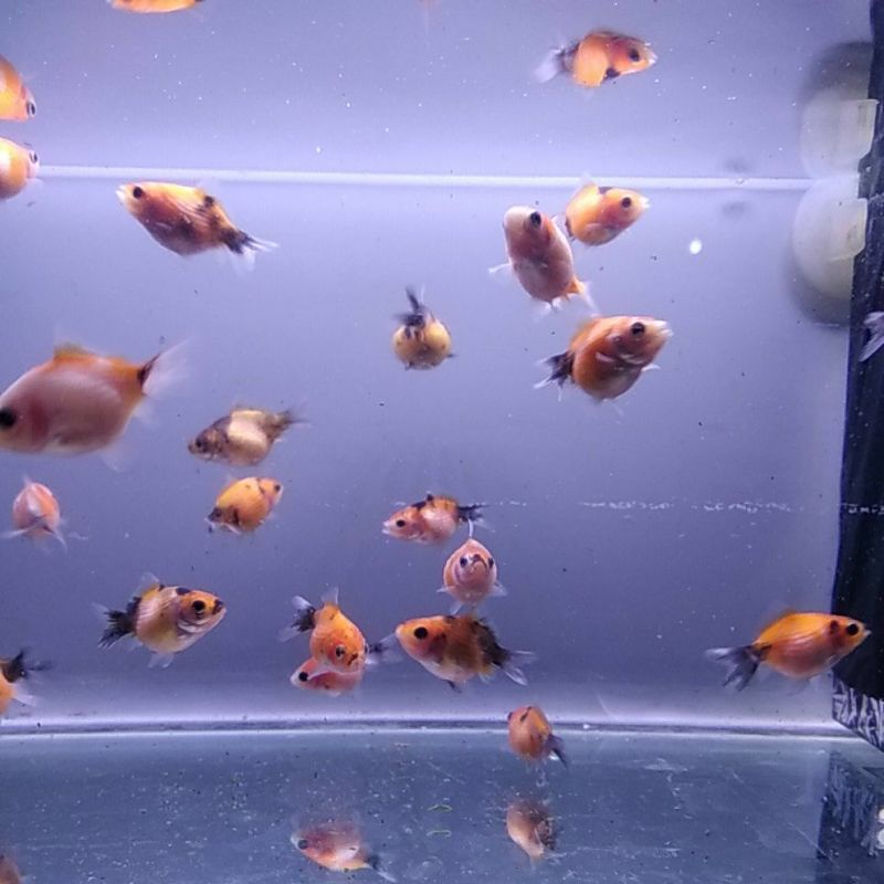 mas koki mutiara balon