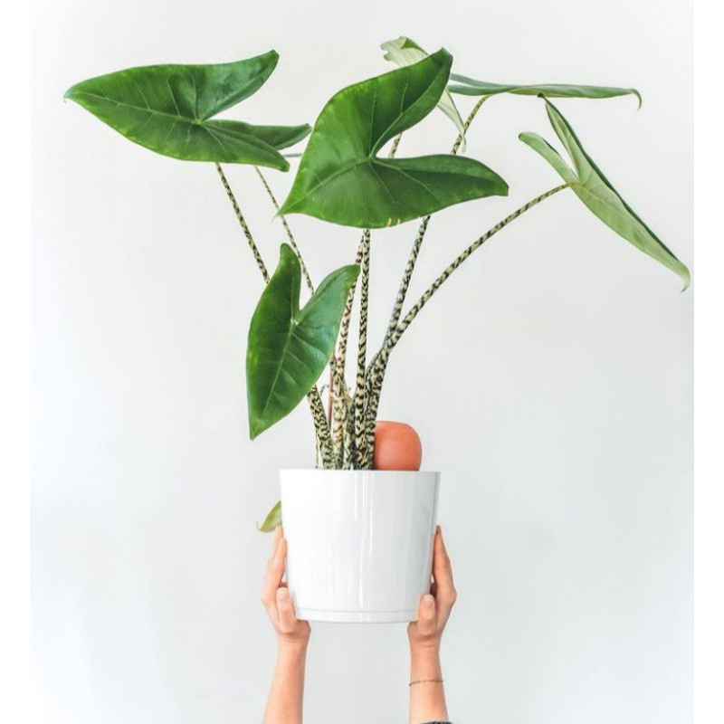 tanaman hias/alocasia/alocasia zebrina/alocasia murah