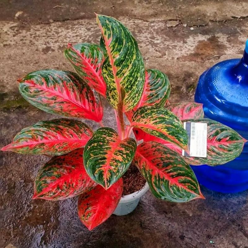 Aglaonema rindu / Aglonema rindu florist nursery / Aglonema rindu (Tanaman hias aglaonema rindu) - t