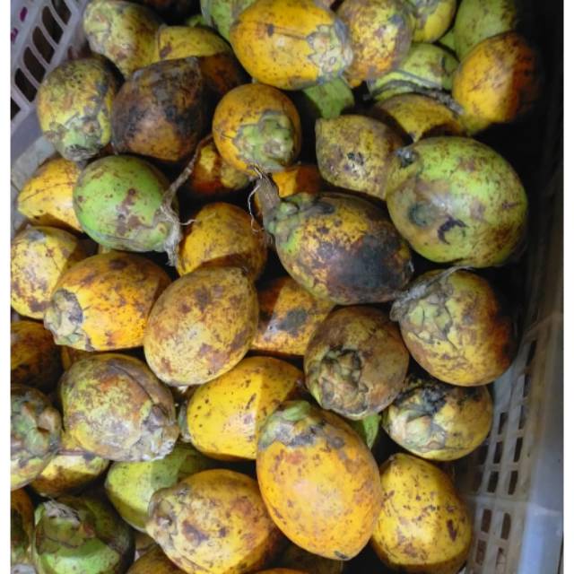 

Buah pinang 100 % asli Medan/harga per 2 buah