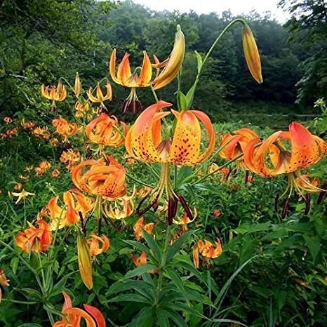 Bibit Benih Biji Turk's Cap Lily Bunga Lilum Superbum Tanaman Lily -- Biji Tanaman Bunga Lily -- COD