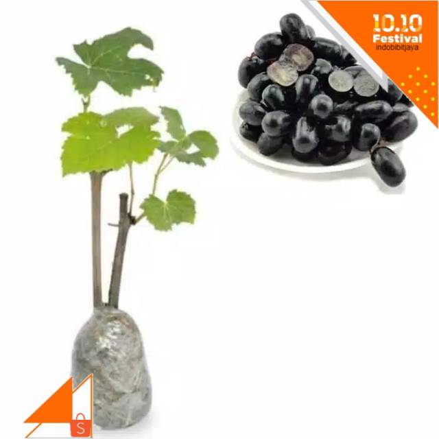 

Anggur hitam tanpa biji