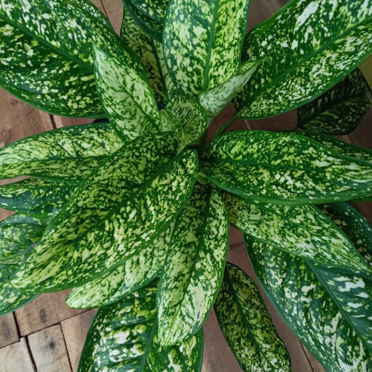 AGLONEMA BERAS TUMPAH  RIMBUN BERANAK/AGLONEMA SNOW WHITE KW/AGLONEMA BERAS TUMPAH INDUKAN MURAH
