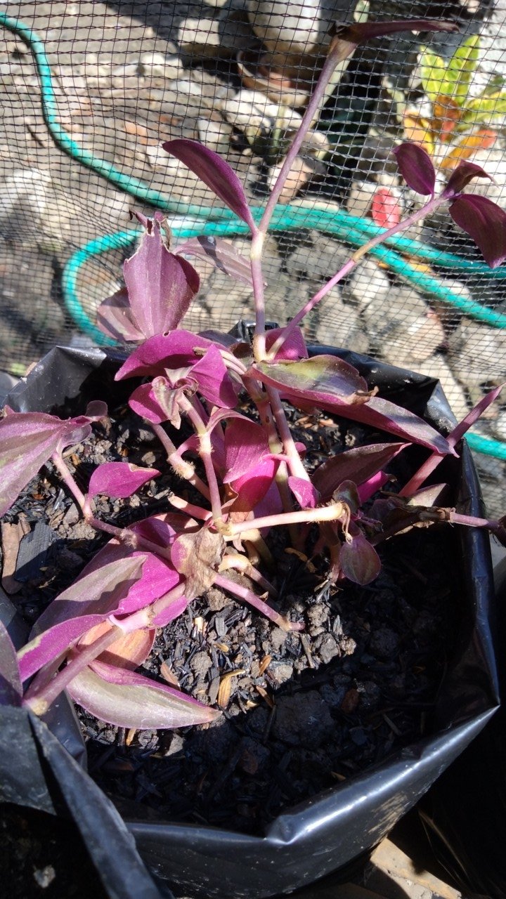 5 Batang Zabrina Gantung