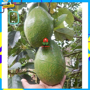 Bibit Alpukat Wina