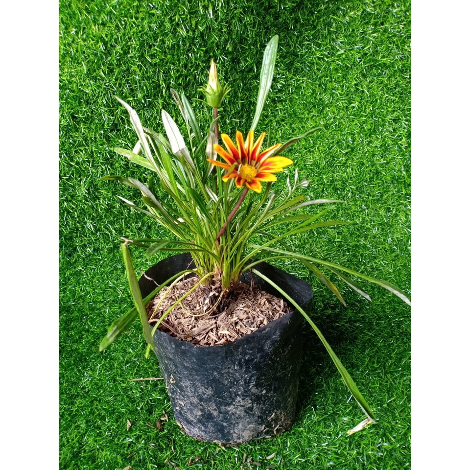 Tanaman Hias Bunga Matahari Mini Gazania - Tanaman Hias Mini berbunga Orange Blooming - Tanaman Bunga Gazania