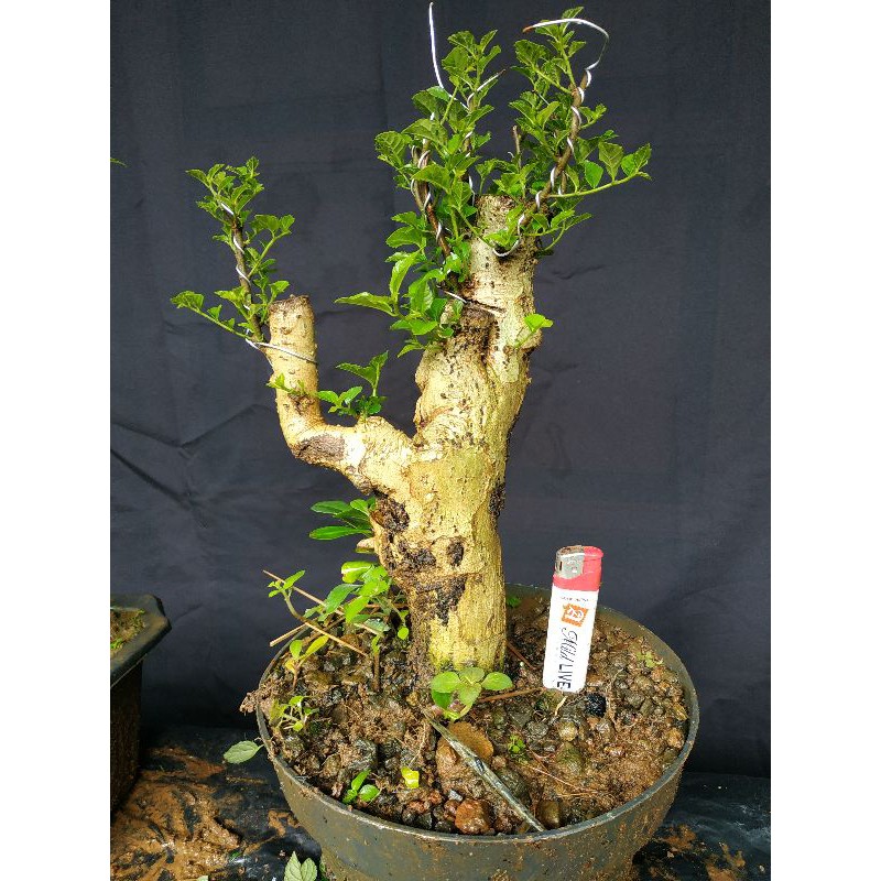 BONSAI SERUT BERKARAKTER / BONSAI SERUT / BONSAI SERUT REALPICK