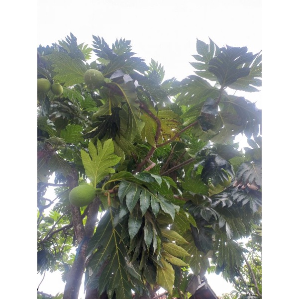 

daun sukun segar 500gr