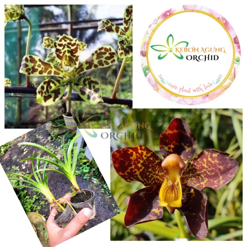 anggrek Grammatophyllum singo edan "red"