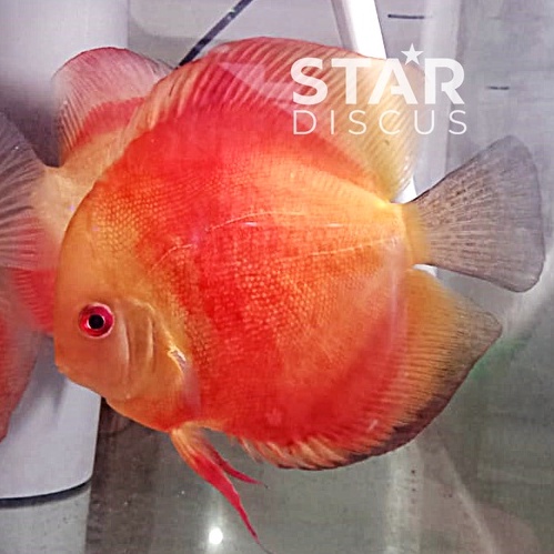 Discus Red Melon 5 inch - jantan