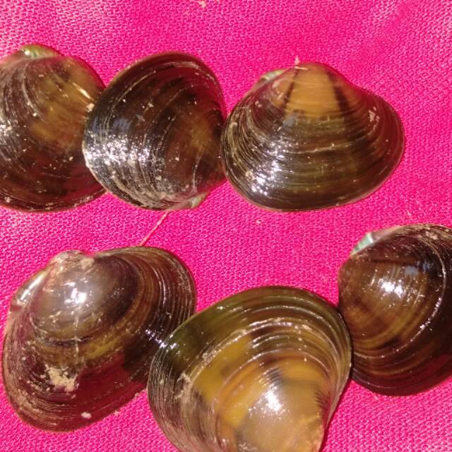 kerang segarnya10000rbu 1kg nya,yang kupas 1kg nya 20000rbu,kerang segar,tanpa pengawet,