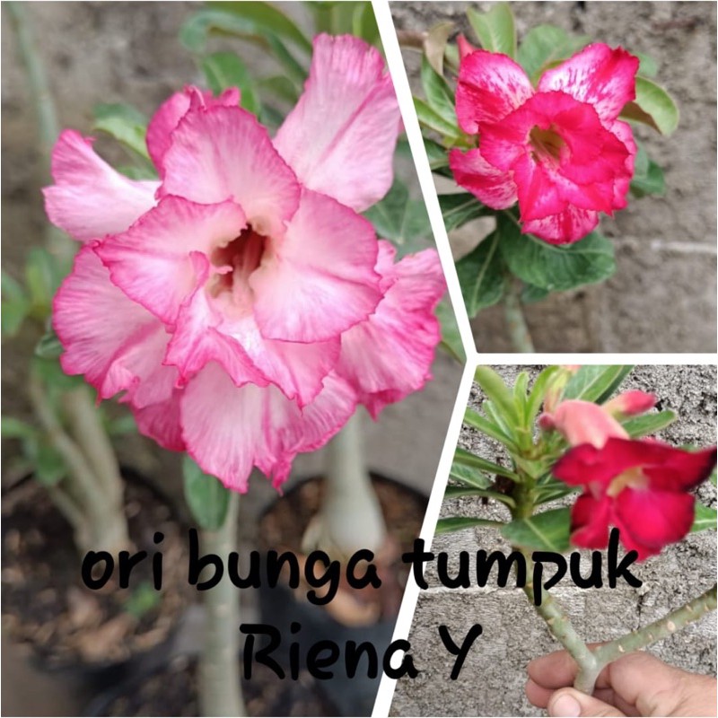 Adenium ori bunga tumpuk