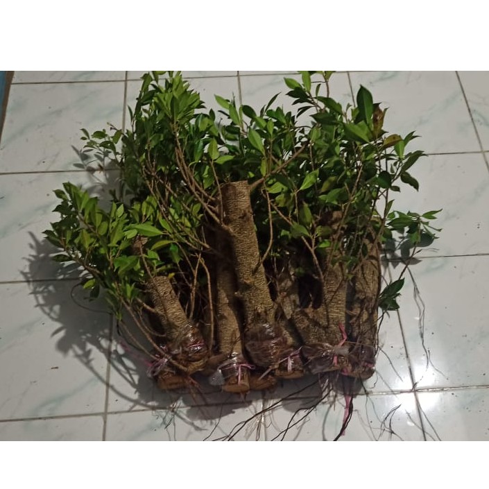 Cangkok Bonggol Bonsai Kimeng Murah/Besar kisaran lengan anak anak, Tinggi 30cm