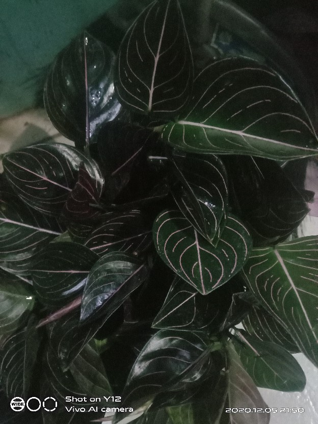 Aglonema Rotundum Aceh Yang Daun 3