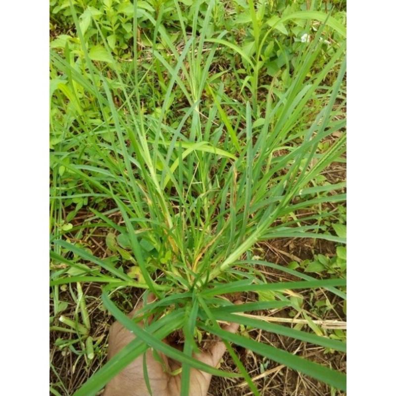 

Rumput belulang/ Jampang obat herbal alami