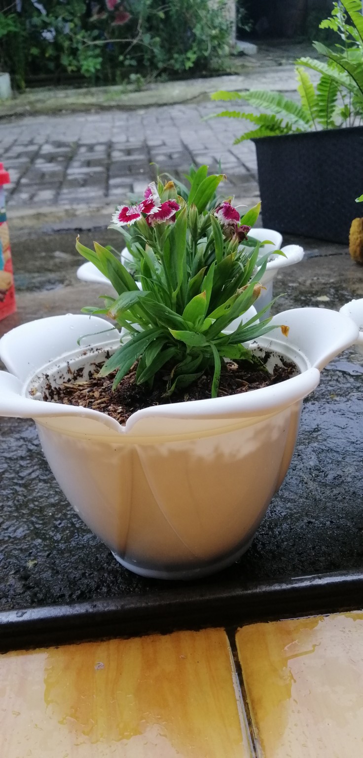 Tanaman Hias Anyelir Dianthus Merah