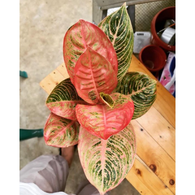 Bonggol aglonema asri merah