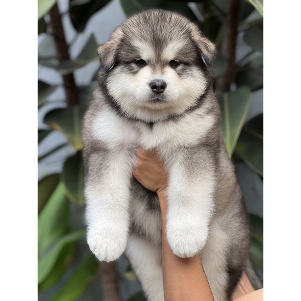 anjing alaskan malamute puppy betina