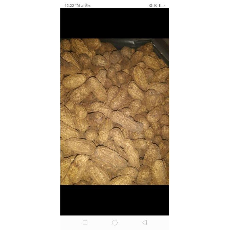 

kacang kulit mentah#kering#super#terjangkau#1kg