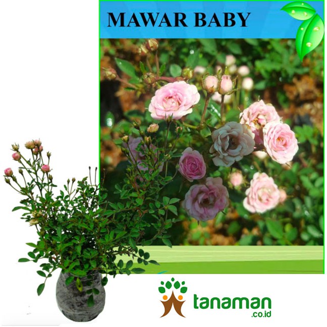 Bibit Bunga Tanaman Mawar Baby